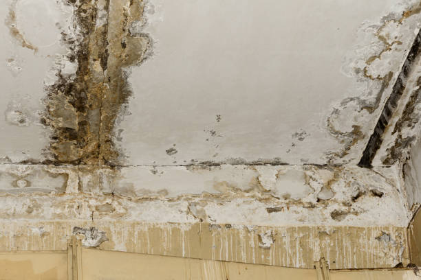  Conning Towers Nautilus Park, CT Mold Removal Pros