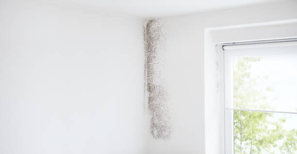 Best Water Damage & Mold Remediation  in Conning Towers Nautilus Park, CT