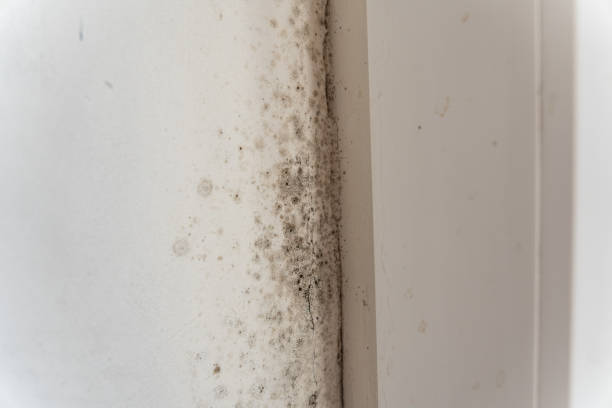 Best Post-Construction Mold Inspection  in Conning Towers Nautilus Park, CT