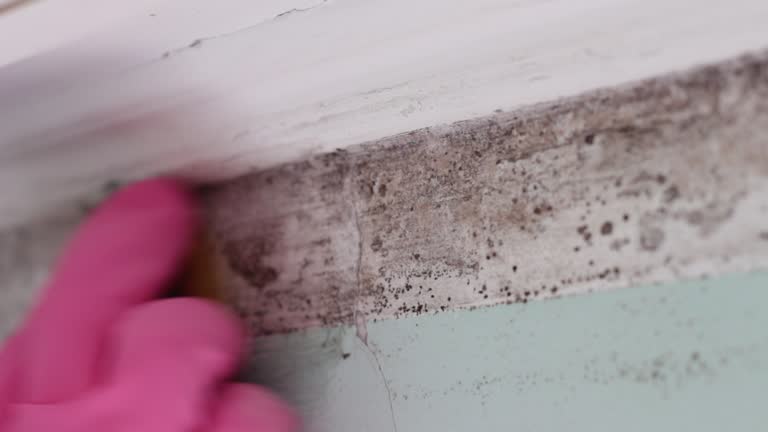 Best Real Estate Mold Inspection  in Conning Towers Nautilus Park, CT